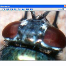Tte d'un insecte avec le microscope USB
