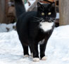 Balances pour animaux petits et grands.