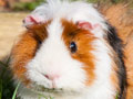 Balances pour vtrinaires pour animaux de laboratoire.