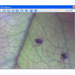 Puceron d'une feuille d'une plante avec le microscope USB