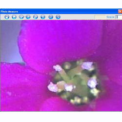 Fleur d'une plante avec le microscope USB