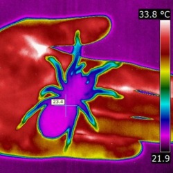 CAMÉRA THERMIQUE : LES NUISIBLES DANS LE ROUGE - Etoile3d