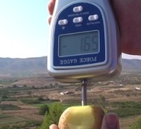 Penetrómetro determinando la firmeza de una manzana con su puntal más grande (11 mm).